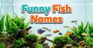 Funny Fish Names